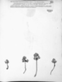 Polycystis ranunculacearum image